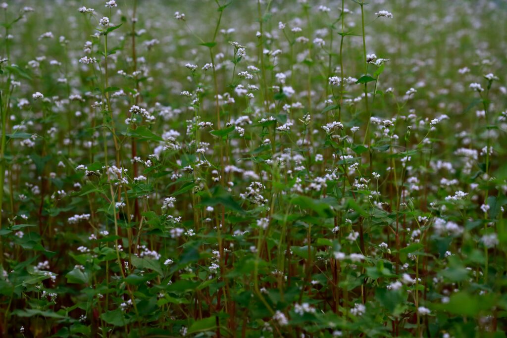 Blühendes Buchweizenfeld
