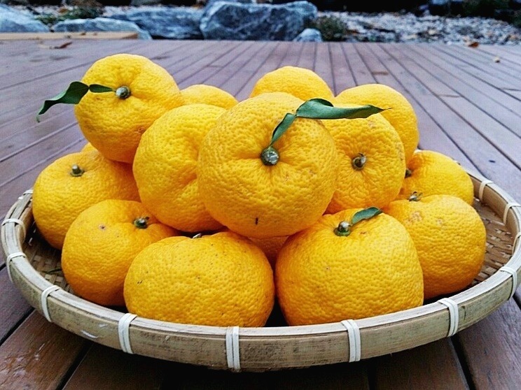 Yuzu Früchte