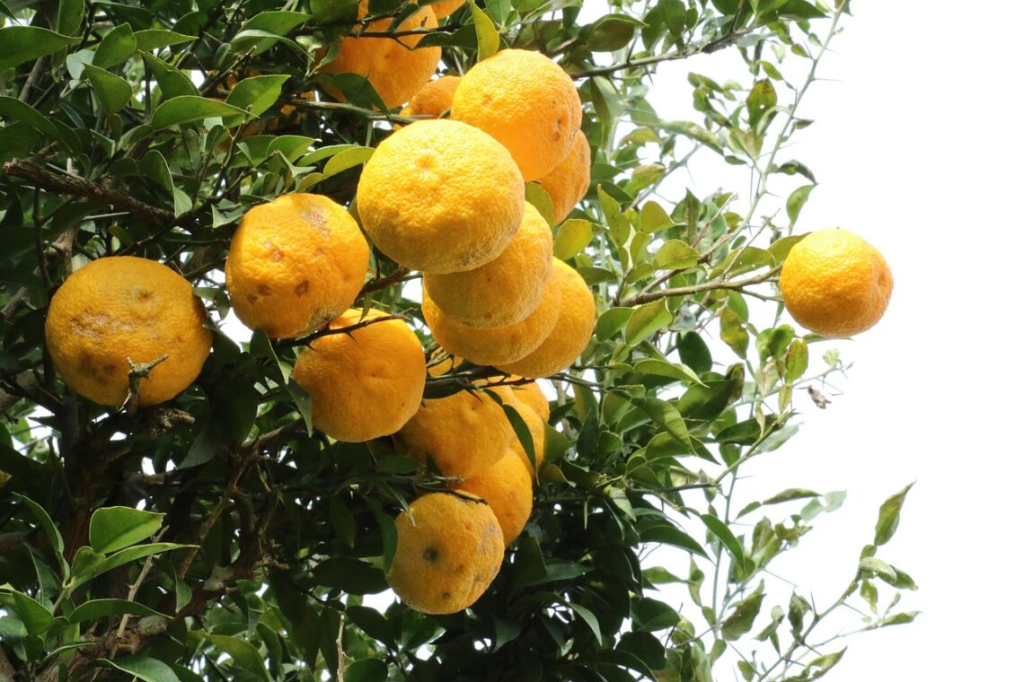 Yuzu Frucht