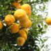 Yuzu Frucht