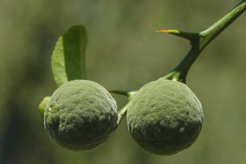Yuzu Frucht beim reifen