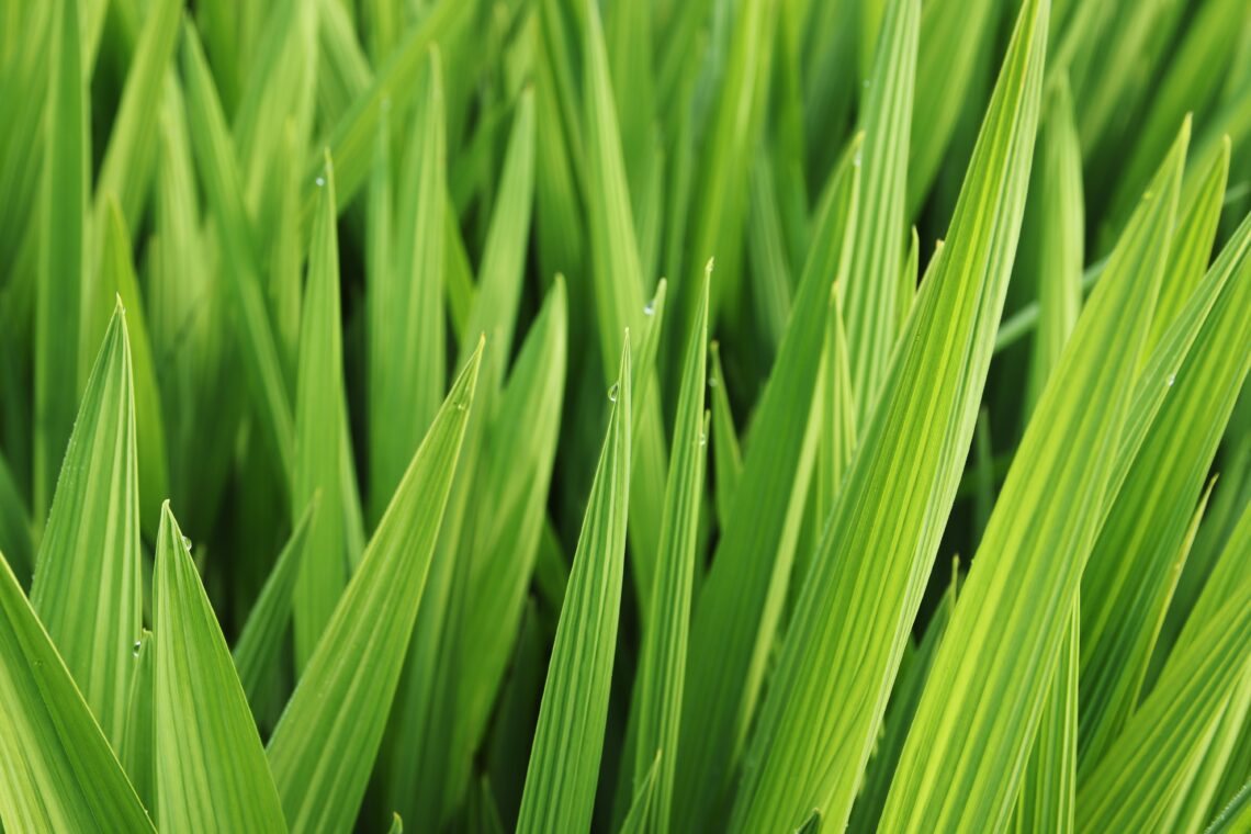 Pandan Blätter