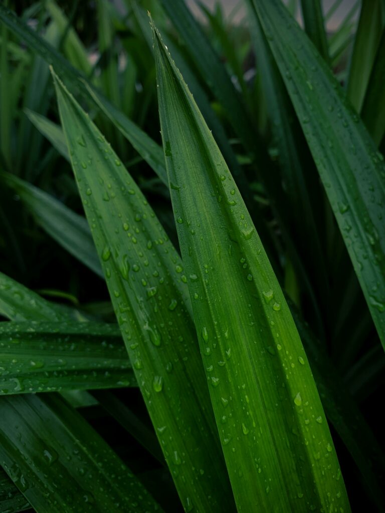 Pandan Blätter
