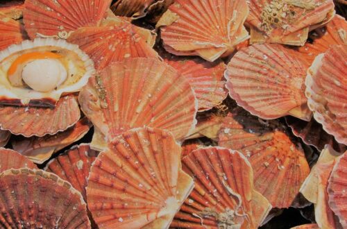 Jakobsmuscheln reinigen